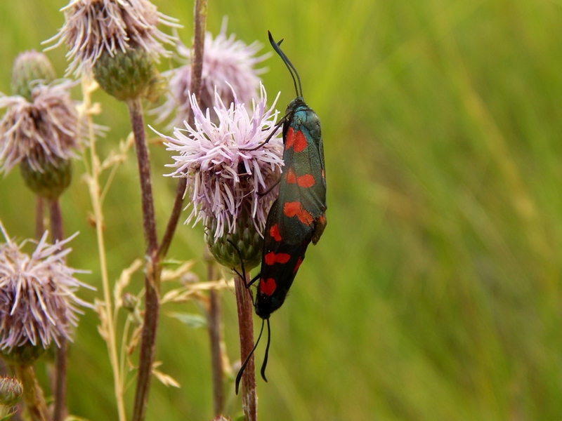 Zygaena filipendula